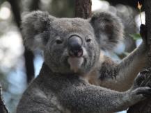 Koala 為免樹熊壓力過大 澳洲動物園宣布不再提供「抱抱體驗」1746054569
