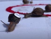 Snail racing competition 蝸牛運動會跑道僅 34 厘米　冠軍速度每秒也不足 1 厘米1746054569