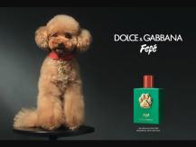 Dog D&G 推狗用香水 獸醫：別浪費錢買傷害寵物的產品1746054569