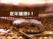 LNY 蛇年知識小百科 | 蛇從頭到尾都是寶1746054569