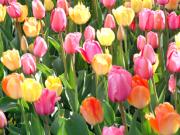 BC's Tulip Festivals 溫哥華附近也有鬱金香節？