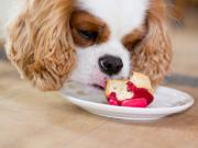 Dog food 狗狗不能吃甚麽？