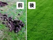 Grub Control 天啊！草坪全被翻了！如何以蟲攻蟲 為草坪除害