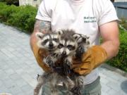 Raccoons 慘！浣熊入屋怎麼辦？