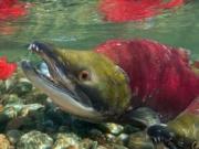 Salmon Run 去那裡看三文魚洄游最好？