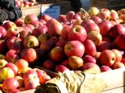 今個週末好去處 - UBC 蘋果節 Apple Festival