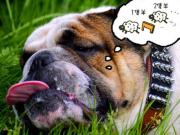 Sleep problems In Dogs 狗狗也失眠？