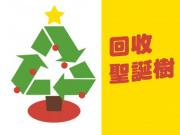 Christmas Tree 抓緊時間 巿政府回收聖誕樹即將開始
