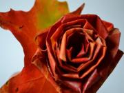 DIY Maple Leaf Rose 用楓葉摺玫瑰花 今個情人節給另一半浪漫驚喜