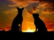 Dog breeds 2018 年加拿大最受歡迎的 10 種狗狗