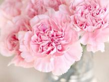Carnation for Mother's Day 送足一百年！康乃馨為何是母親節的象徵？