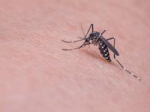 Mosquito 簡單有效 - 3 招天然防蚊法