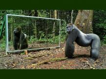 Mirror test 亞馬遜雨林中出現了一面鏡子，動物會如何反應？