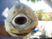 Weird looking animals 世界之最 - 這 14 種動物 外型奇特恐怖 你未必見過