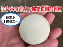Egg 機率只有十億分之一！加拿大母雞產下「完美正圓形」鷄蛋
