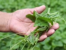 Chayote sprouts 佛手瓜幼芽龍鬚菜營養高 可降血糖和改善脂肪肝1746036542