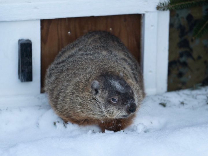 加拿大著名預言家土撥鼠在今年的土撥鼠日預測春天會提早到來1770046928